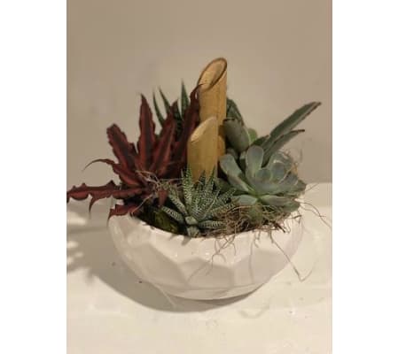 Geometric Succulents