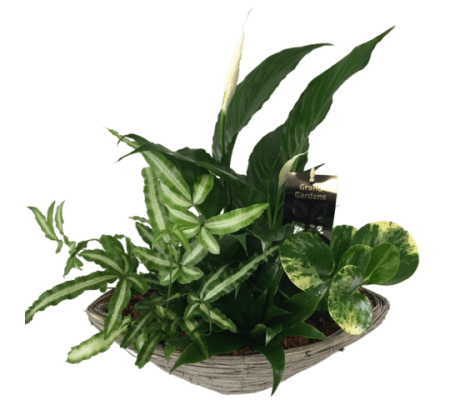 Wicker Peace Lily Basket