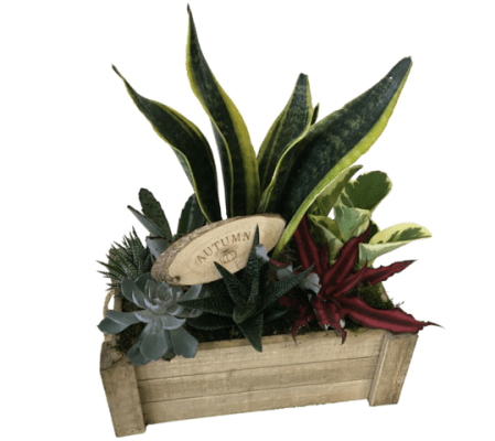 Autumn Crate of Succulents