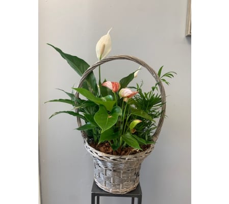 XL Anthurium Wicker Basket Planter