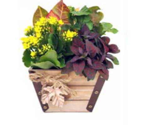 Maple Leaf Wooden Planter