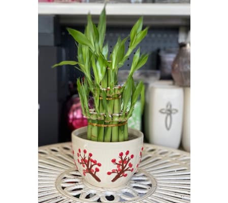 Good Luck and Healthy