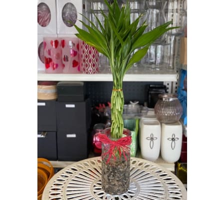 Special Lucky Bamboo for good health and luck