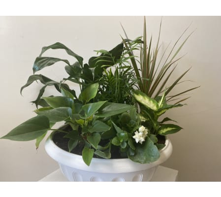Large Dish Garden with mixed tropical plants 10” pot
