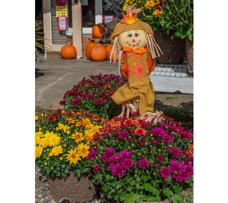 Chrysanthemum Fiber Pot (multicolored)