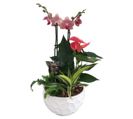 Mixed orchid planter white