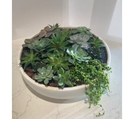 Succulent Planter in Ceramic
