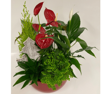 Christmas Red XL Anthurium