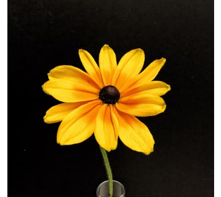 Fall Cut Flower Bouquet