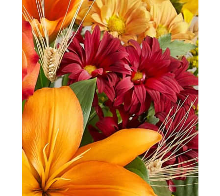 Thanksgiving Deal of the Day !