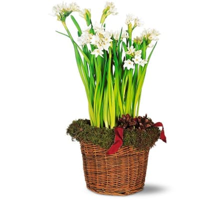 Paper White Narcissus