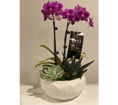 By Design Mini Orchid Succulent Garden