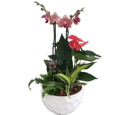 Orchid Mixed Exotic Planter white