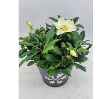 Holiday Helleborus