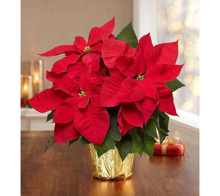 Red Christmas Poinsettia Plant