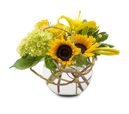 Sunshine in a Bubble