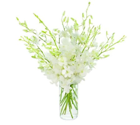 White orchid Embrace