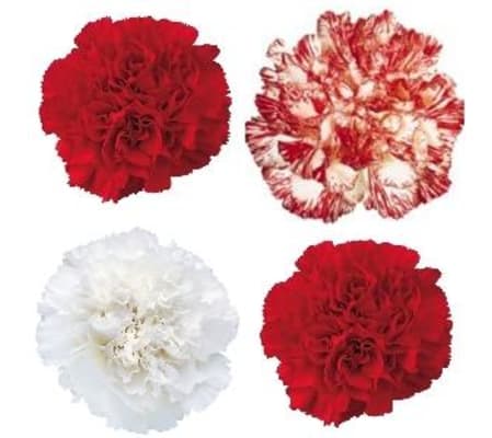 Classic Red and White Handtied Carnation Bouquet