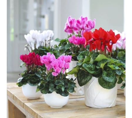 Potted Butterfly Cyclamen Plant