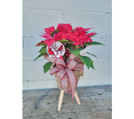 Poinsettia in Basket