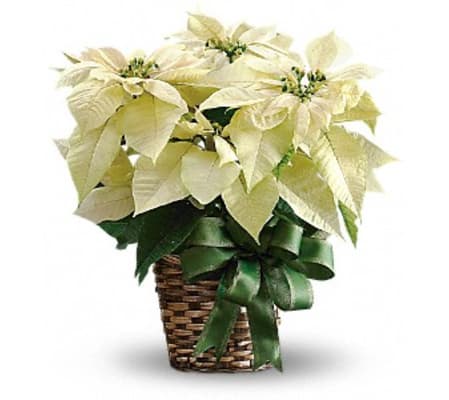 White Poinsettia BF