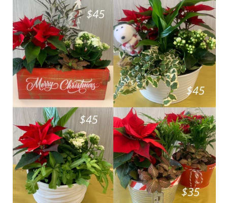 Christmas Planters 2021