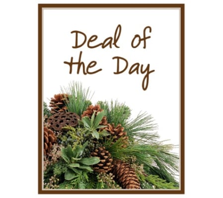 Deal of the Day - Winter