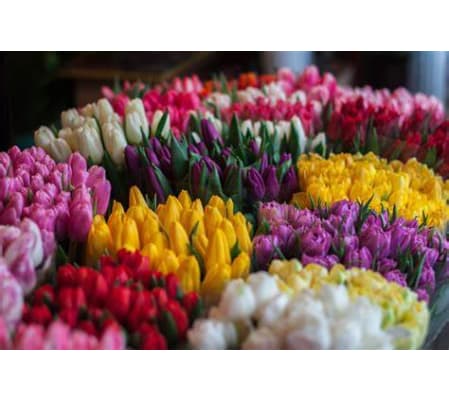Tulip Parade