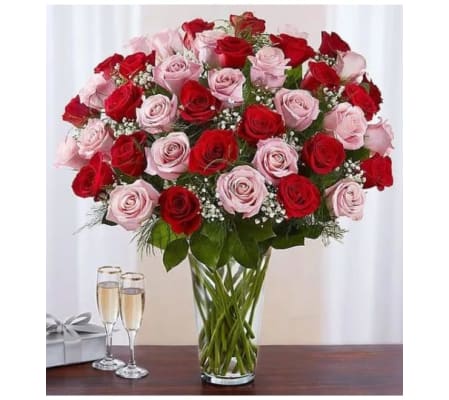 60 Red and Pink Roses
