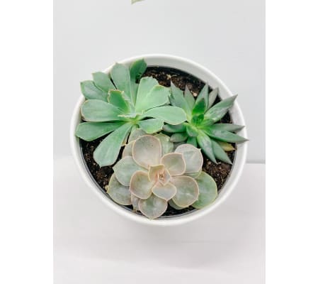 Euro Succulent Garden