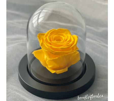 Enchanted Rose (Yellow)