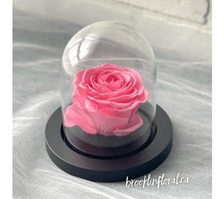 Enchanted Rose (Pink Nectar)