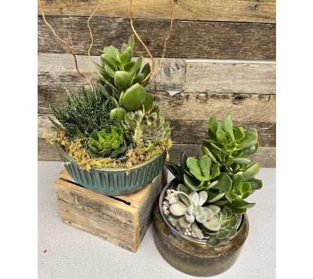 Sweet Succulent Garden