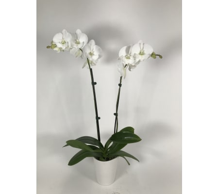 Graceful double orchids