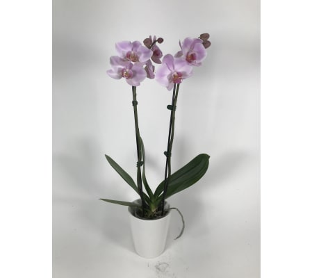 Double pink orchid