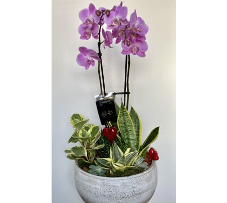 The Deluxe Orchid Planter
