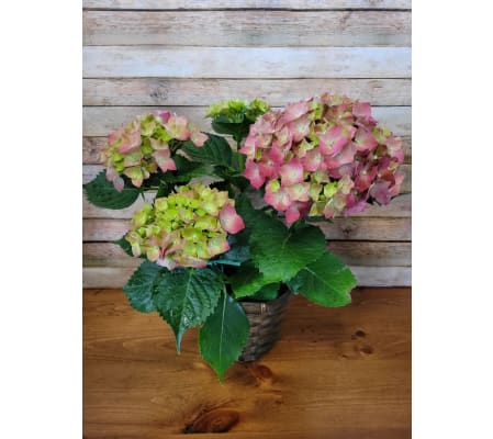 Hydrangea In Slip