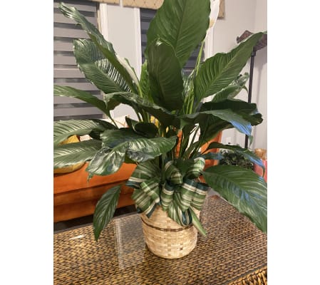 Premium Peace Lily