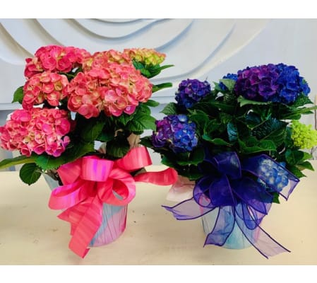 Colorful Hydrangea Plant