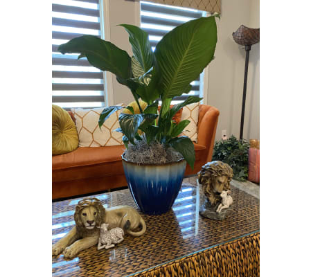 Peace Lily Supreme