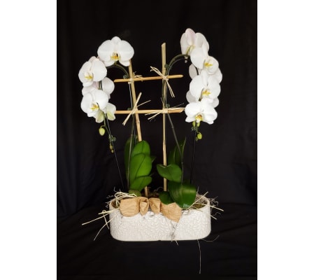 Alabaster White Waterfalls