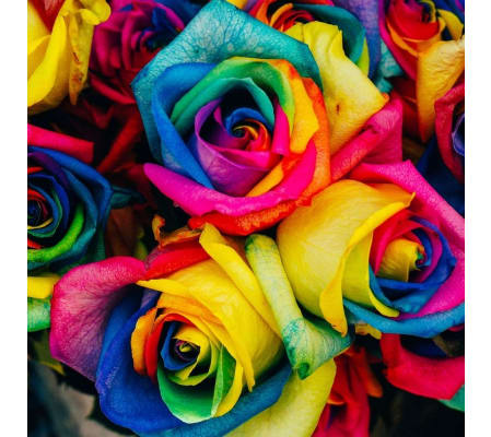 Beautiful Rainbow Roses
