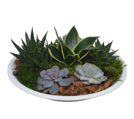 Elegant Succulent Oasis