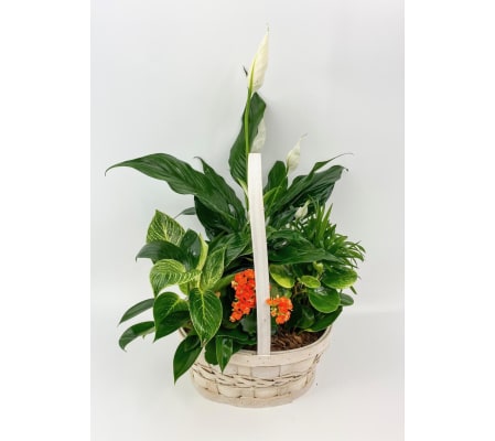 Tropical Basket Planter