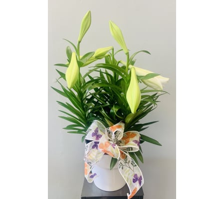 Spring Easter Lily Plant