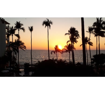 Palms of Mexico Card