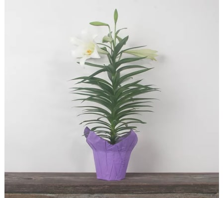 Easter Lily Potted Plant