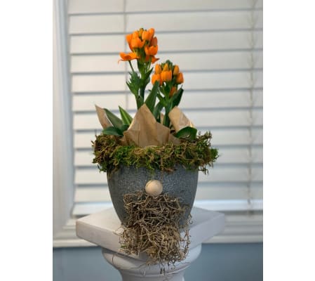 Gnome Planter with Ornithogalum Plant