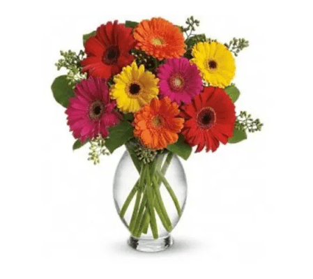12 Mini Gerberas for Mother's Day
