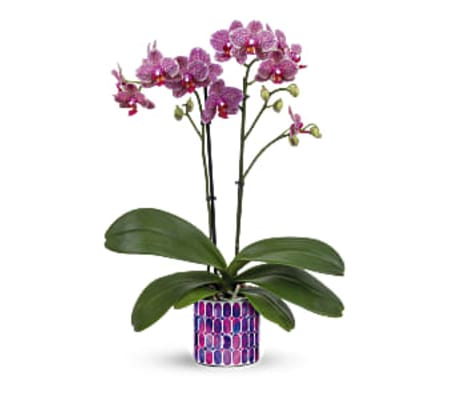 The Jewel Shine Orchid